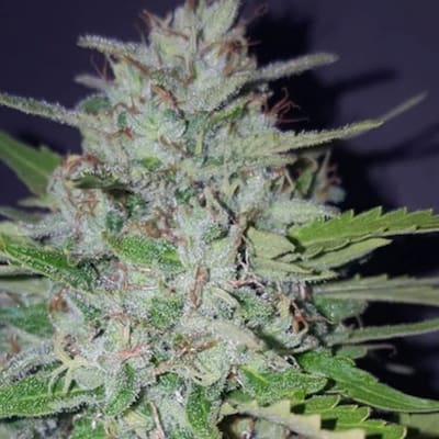 Shotgun Auto Seed > Pure Instinto | Autoflowering Cannabis   |  Hybrid