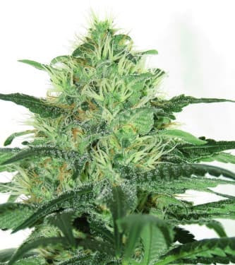 Sideral > Ripper Seeds | Feminized Marijuana   |  hybrid