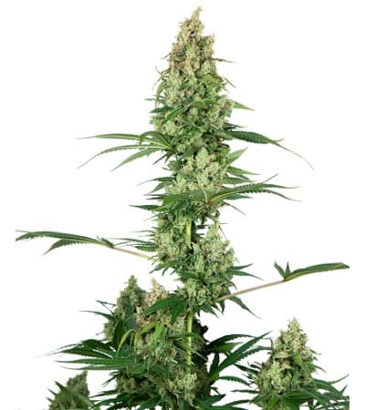 Silver Fire > Sensi Seeds | Graines Féminisées  |  Hybride