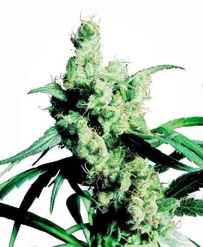 Silver Haze #9 graines > Sensi Seeds | Graines Féminisées  |  Sativa