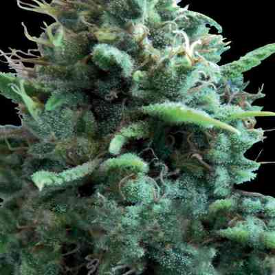 Silver Haze > Vision Seeds | Feminized Marijuana   |  Sativa