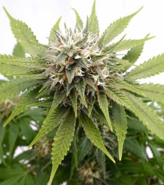 Silver Widow > Kannabia Seeds | Feminized Marijuana   |  hybrid