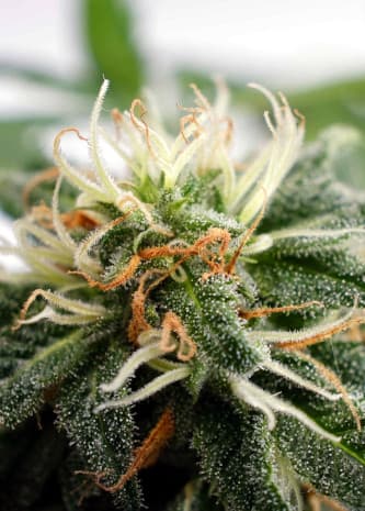 Silver Widow > Kannabia Seeds | Feminized Marijuana   |  hybrid