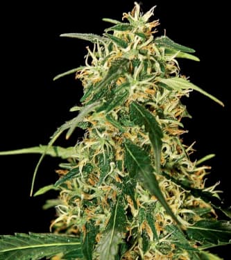 Silverstar Haze > Bulldog Seeds | Semillas feminizadas  |  Sativa