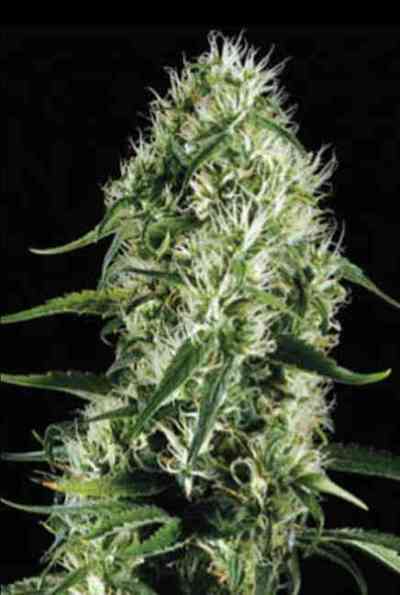 Silversurfer Haze > Blim Burn Seeds | Graines Féminisées  |  Sativa