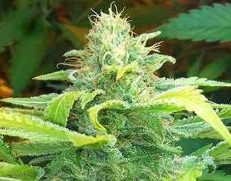 Sirocco Tiara > Kaya Spain Quality | Feminized Marijuana   |  hybrid