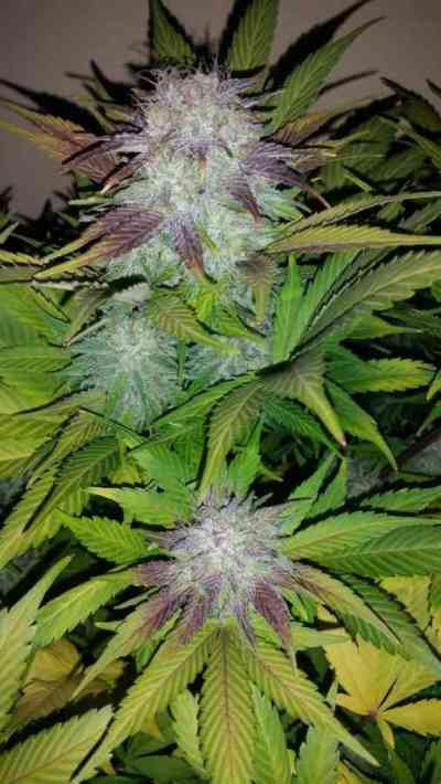 Six Shooter > Fast Buds Company | Autoflowering Hanfsamen  |  Hybrid