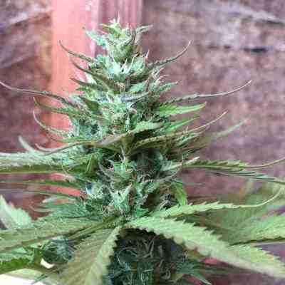 Six Shooter > Fast Buds Company | Semillas autoflorecientes  |  Híbrido