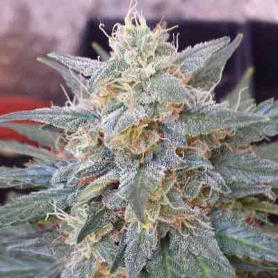 Six Shooter > Fast Buds Company | Autoflowering Hanfsamen  |  Hybrid