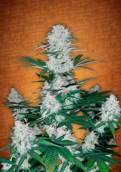 Six Shooter > Fast Buds Company | Semillas autoflorecientes  |  Híbrido