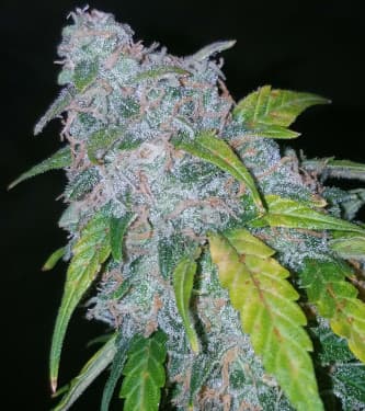 Six Shooter > Fast Buds Company | Semillas autoflorecientes  |  Híbrido