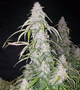 Six Shooter > Fast Buds Company | Autoflowering Hanfsamen  |  Hybrid