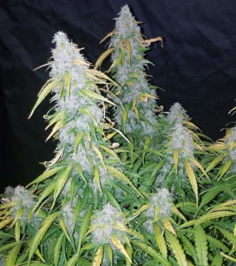 Six Shooter > Fast Buds Company | Semillas autoflorecientes  |  Híbrido