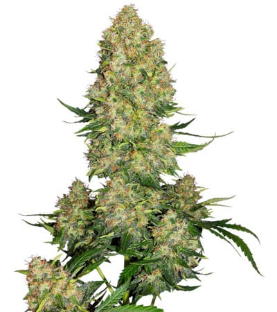 Skunk # 1 Automatic > Sensi Seeds | Autoflowering Cannabis   |  Hybrid