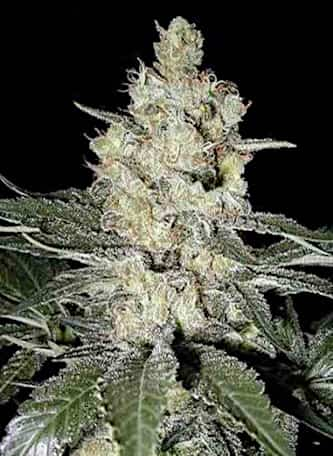 Homegrown Skunk #1 > Homegrown Fantaseeds | Semillas feminizadas  |  Híbrido