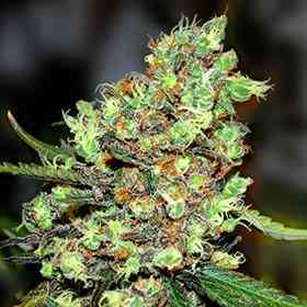 Skunk #1 > G13 Labs | Feminized Marijuana   |  Sativa