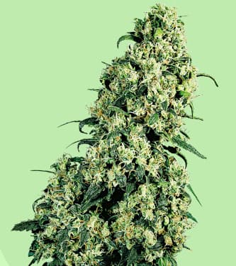 Skunk #1 > Sensi Seeds | Feminized Marijuana   |  hybrid