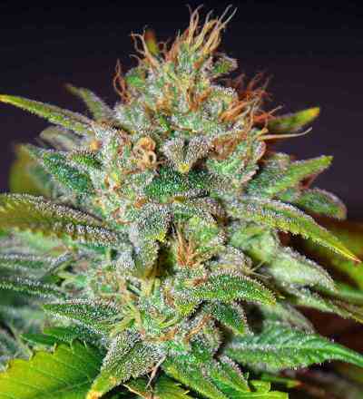 Skunk 47 > World of Seeds | Feminized Marijuana   |  Indica