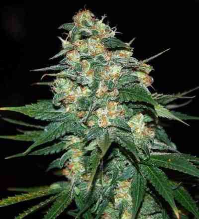 Skunk 47 > World of Seeds | Feminized Marijuana   |  Indica