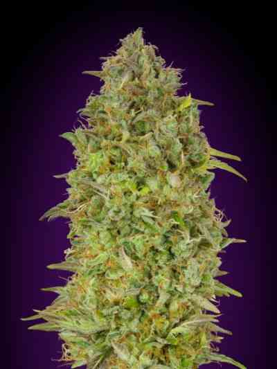 Skunk 47 Seed > Advanced Seeds | Feminized Marijuana   |  hybrid