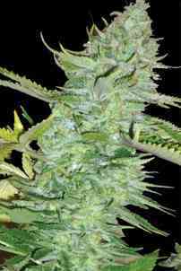 Skunk Afghani > Original Sensible Seeds