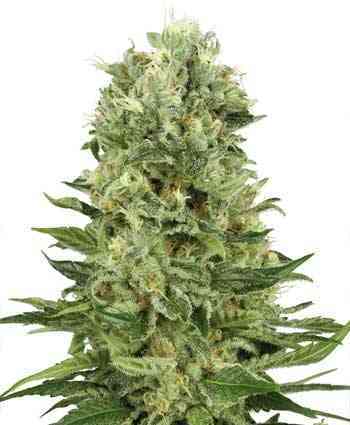 Skunk Automatic > White Label Seeds | Graines Autofloraison  |  Hybride