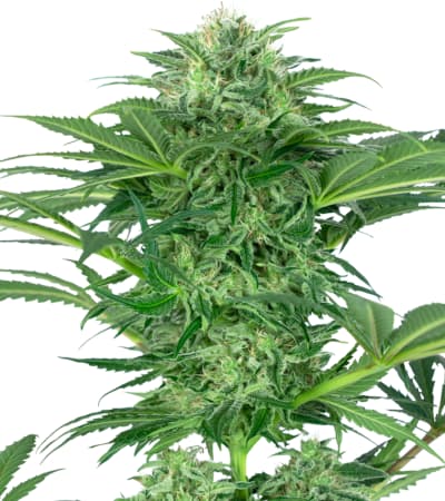 Skunk Dream CBD > Sensi Seeds | CBD Hanfsamen  |  Sativa