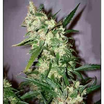 Skunk Haze > Mr. Nice | Regular Marijuana   |  Hybrid