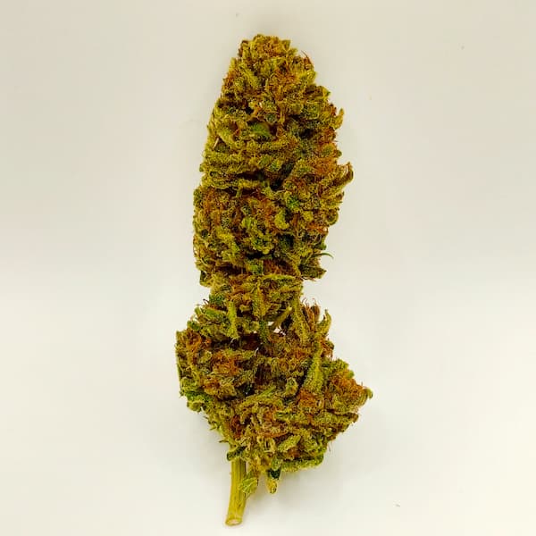 Skunk Seed > Original Sensible Seeds | Feminized Cannabis   |  Indica