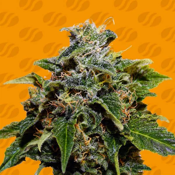 Skunk Seed > Original Sensible Seeds | Feminized Cannabis   |  Indica