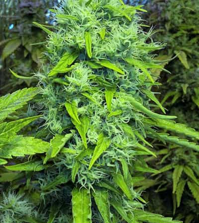 Skunk Special > Female Seeds | Feminisierte Hanfsamen  |  Hybrid