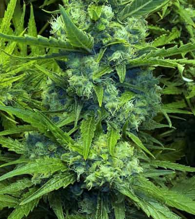 Skunk Special > Female Seeds | Graines Féminisées  |  Hybride