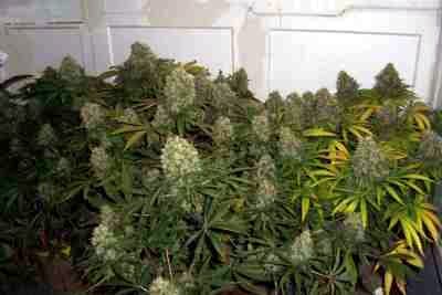 Skunk Special > Female Seeds | Feminized Marijuana   |  hybrid