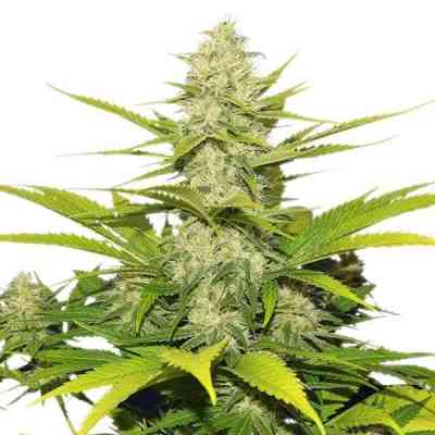 Skunk XL > Royal Queen Seeds | Graines Féminisées  |  Hybride