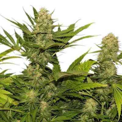 Skunk XL > Royal Queen Seeds | Feminisierte Hanfsamen  |  Hybrid