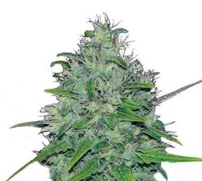 Skunk XL > Royal Queen Seeds | Feminisierte Hanfsamen  |  Hybrid