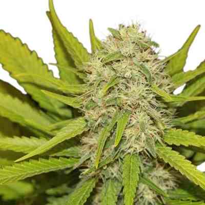 Skunk XL > Royal Queen Seeds | Semillas feminizadas  |  Híbrido