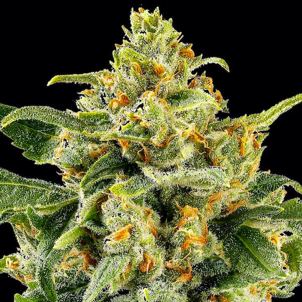 Skunk #1 Samen > Barneys Farm | Feminisierte Hanfsamen  |  Indica