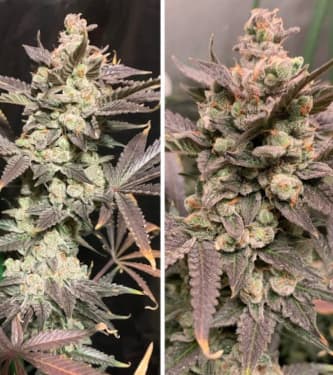 Skywalker Haze > Dutch Passion | Semillas feminizadas  |  Sativa