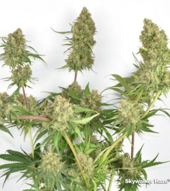 Skywalker Haze > Dutch Passion | Feminisierte Hanfsamen  |  Sativa