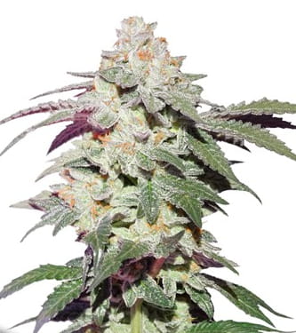 Skywalker Haze > Dutch Passion | Feminisierte Hanfsamen  |  Sativa