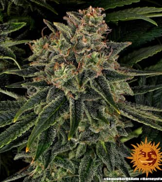 Skywalker OG Auto > Barneys Farm | Autoflowering Cannabis   |  Indica