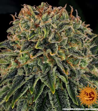 Skywalker OG Auto > Barneys Farm | Graines Autofloraison  |  Indica