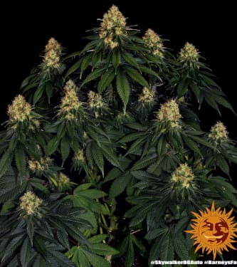 Skywalker OG Auto > Barneys Farm | Autoflowering Hanfsamen  |  Indica