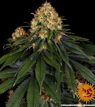 Skywalker OG Auto > Barneys Farm | Graines Autofloraison  |  Indica