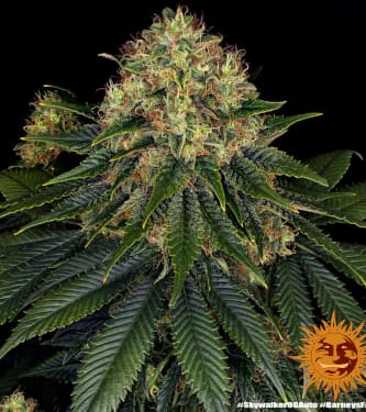 Skywalker OG Auto > Barneys Farm | Autoflowering Cannabis   |  Indica