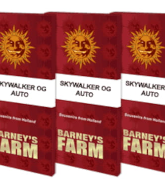 Skywalker OG Auto > Barneys Farm | Graines Autofloraison  |  Indica