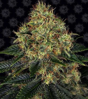 Skywalker OG Auto > Barneys Farm | Autoflowering Cannabis   |  Indica