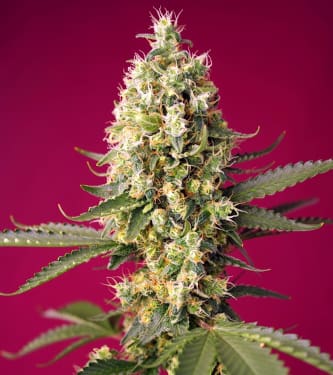 Skywalker OG Runtz XL Auto > Sweet Seeds | Autoflowering Cannabis   |  Indica