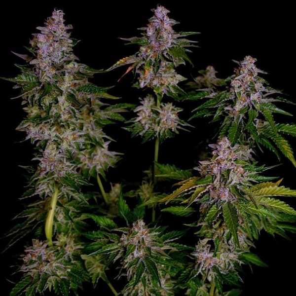 Slapz semilla > Empire Seeds | Semillas feminizadas  |  Índica